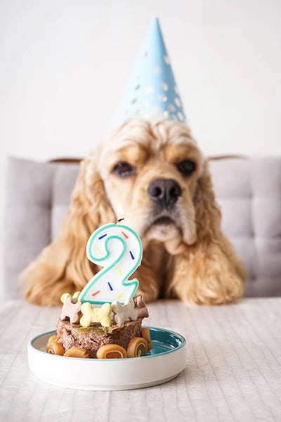 Dog Treats