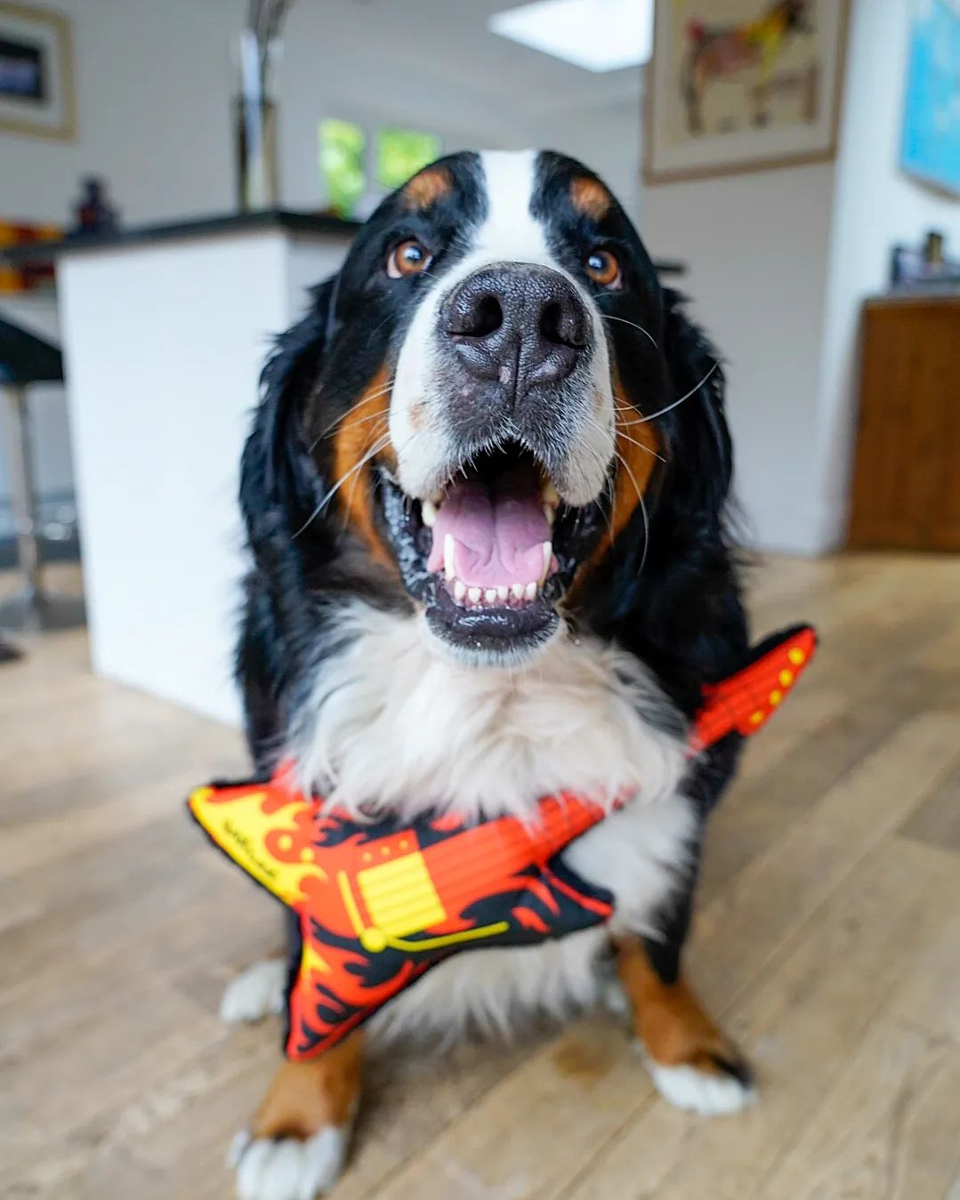 Dog Toys