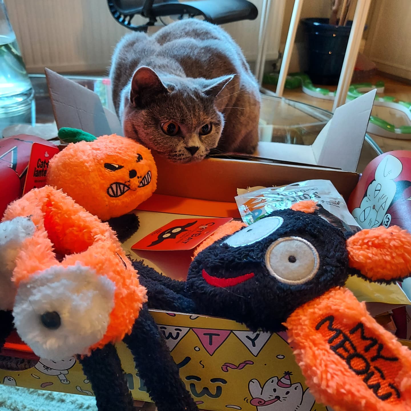 Cat Toys