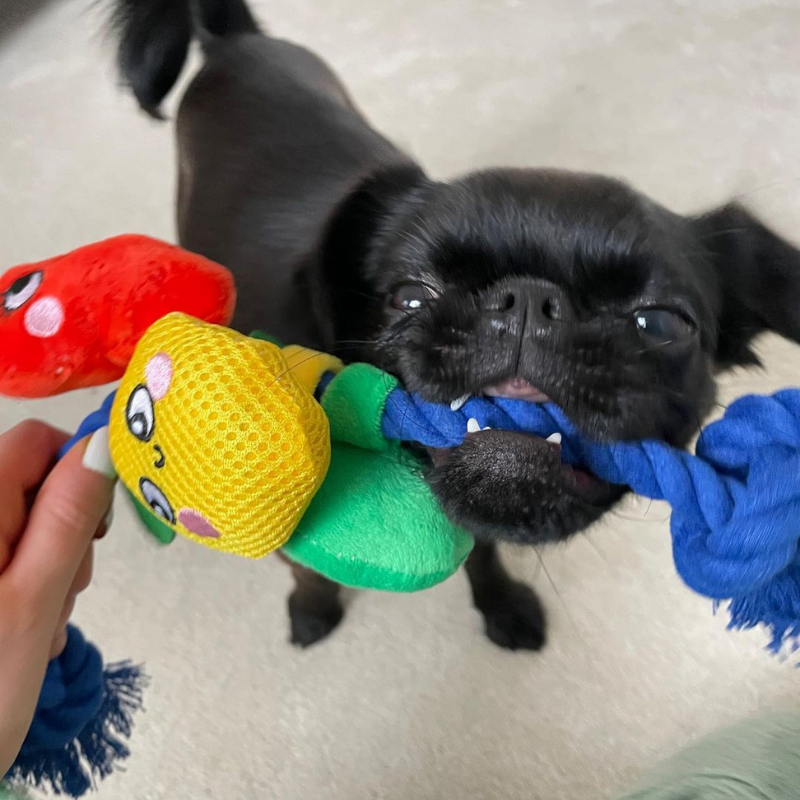 Smart Choice - Summer Fruits Squeaky Rope Toy