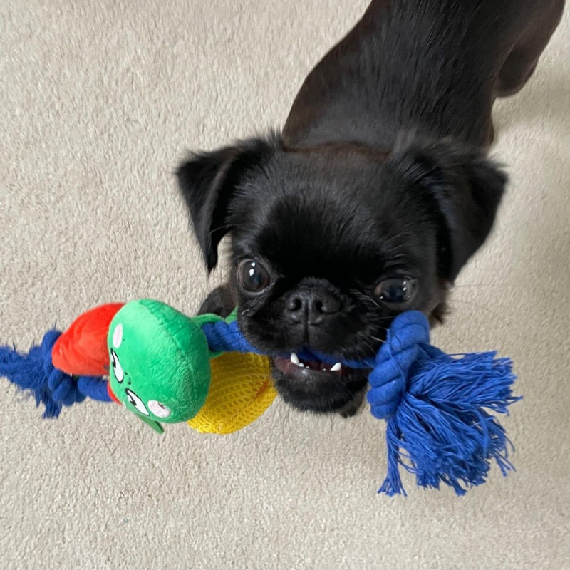Smart Choice - Summer Fruits Squeaky Rope Toy