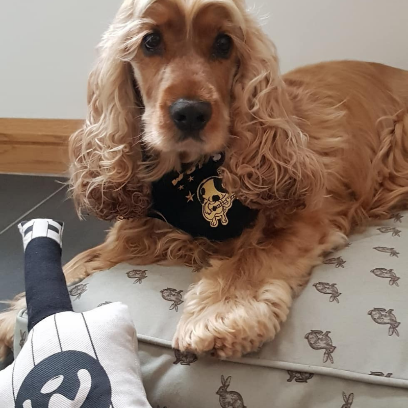 WufWuf - WufStar Bandana