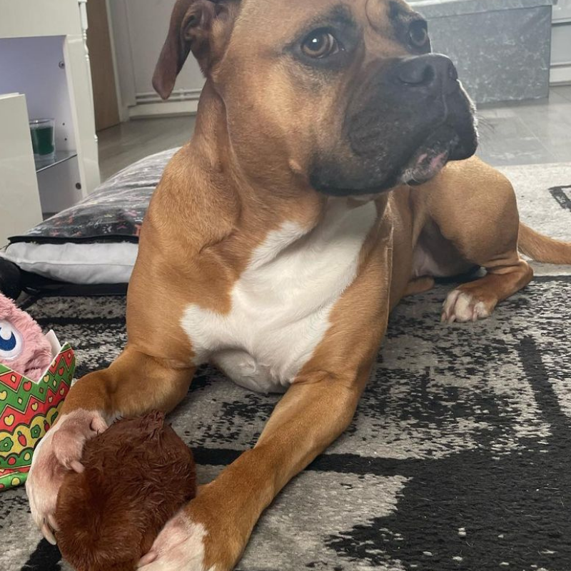 WufWuf - Easter Choco Ball Plush Toy