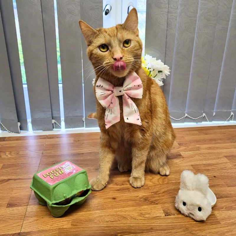 MyMeow Eggciting Easter Eggs, 2-Pack in Egg Carton