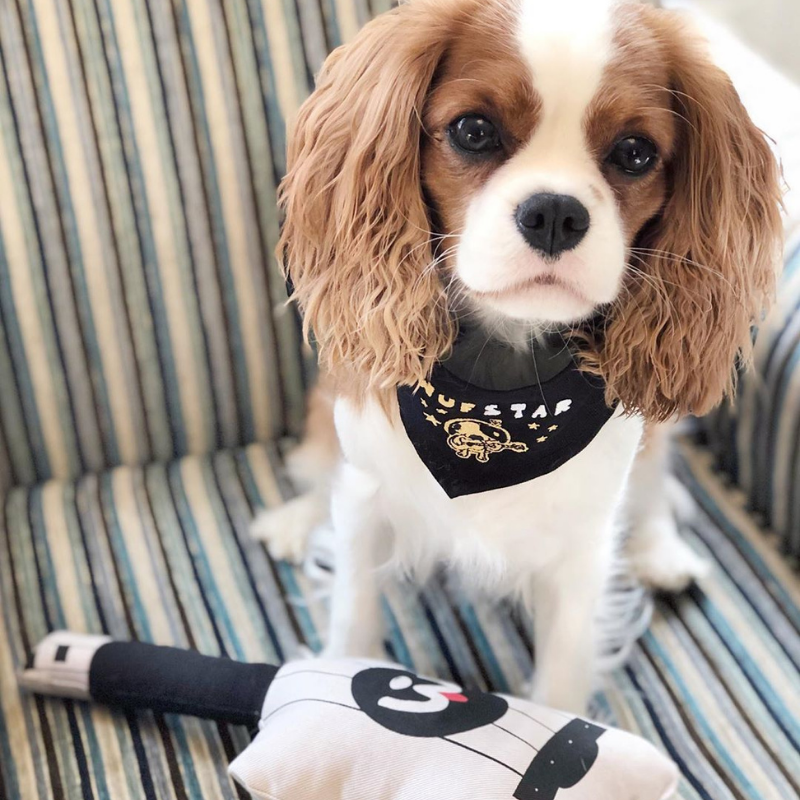 WufWuf - WufStar Bandana