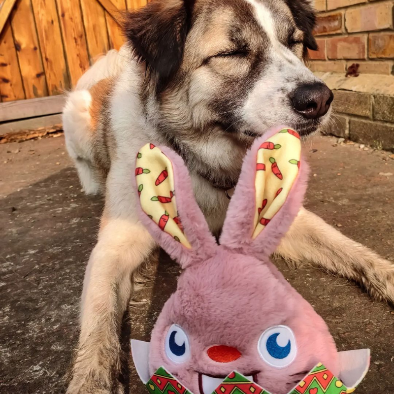 WufWuf Rabbit In The Egg Shell, Small/Medium