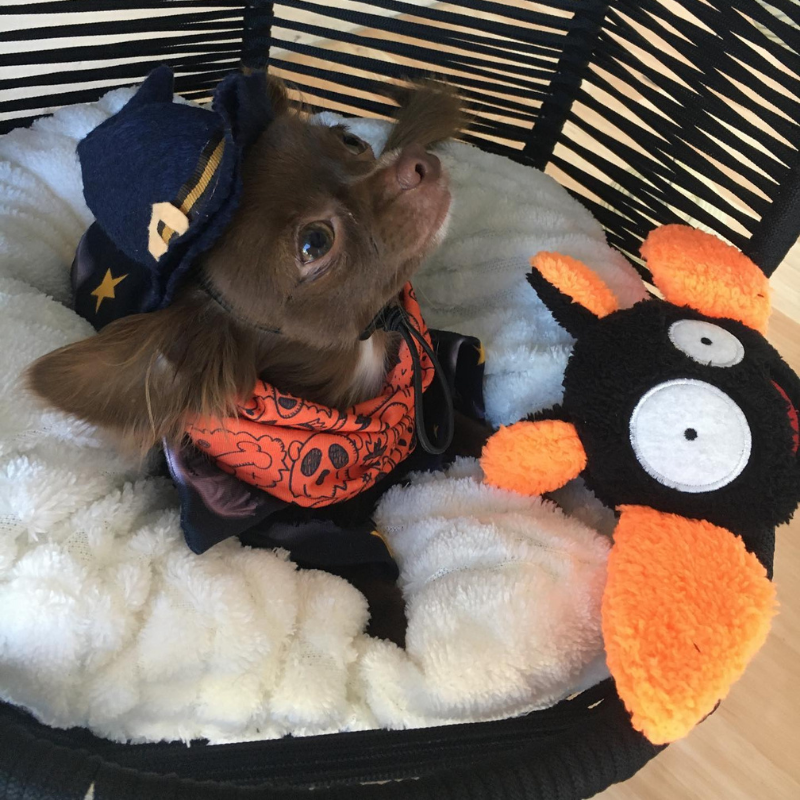 WufWuf Bat Squeaky Plush Toy
