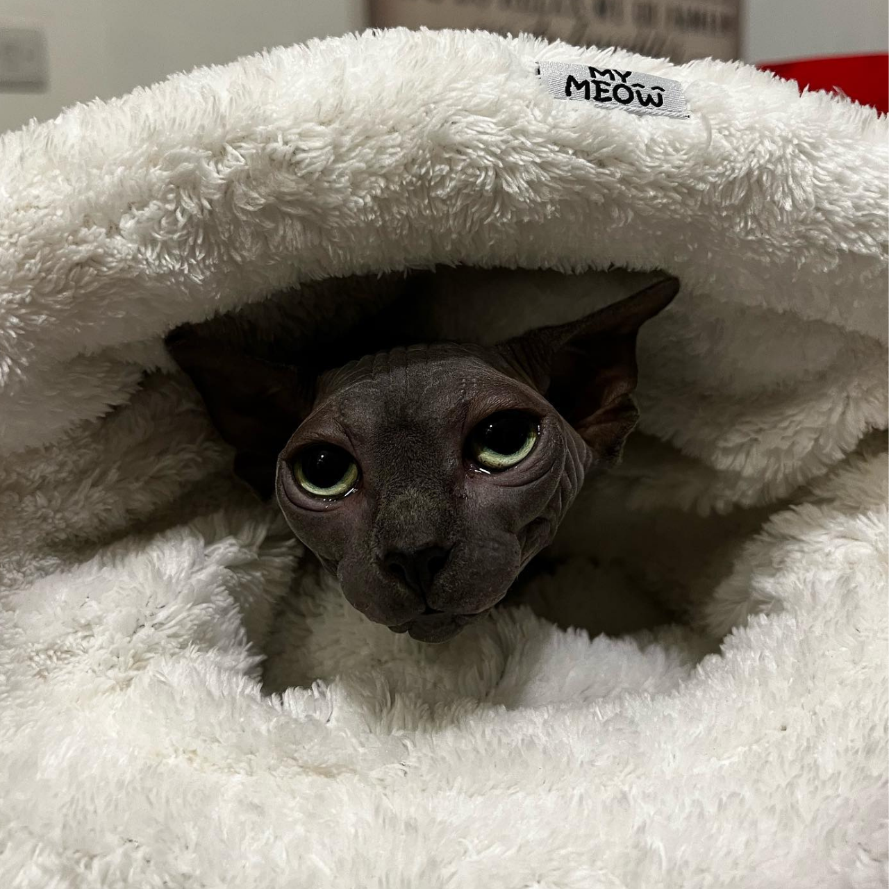 MyMeow - Kitty Sack