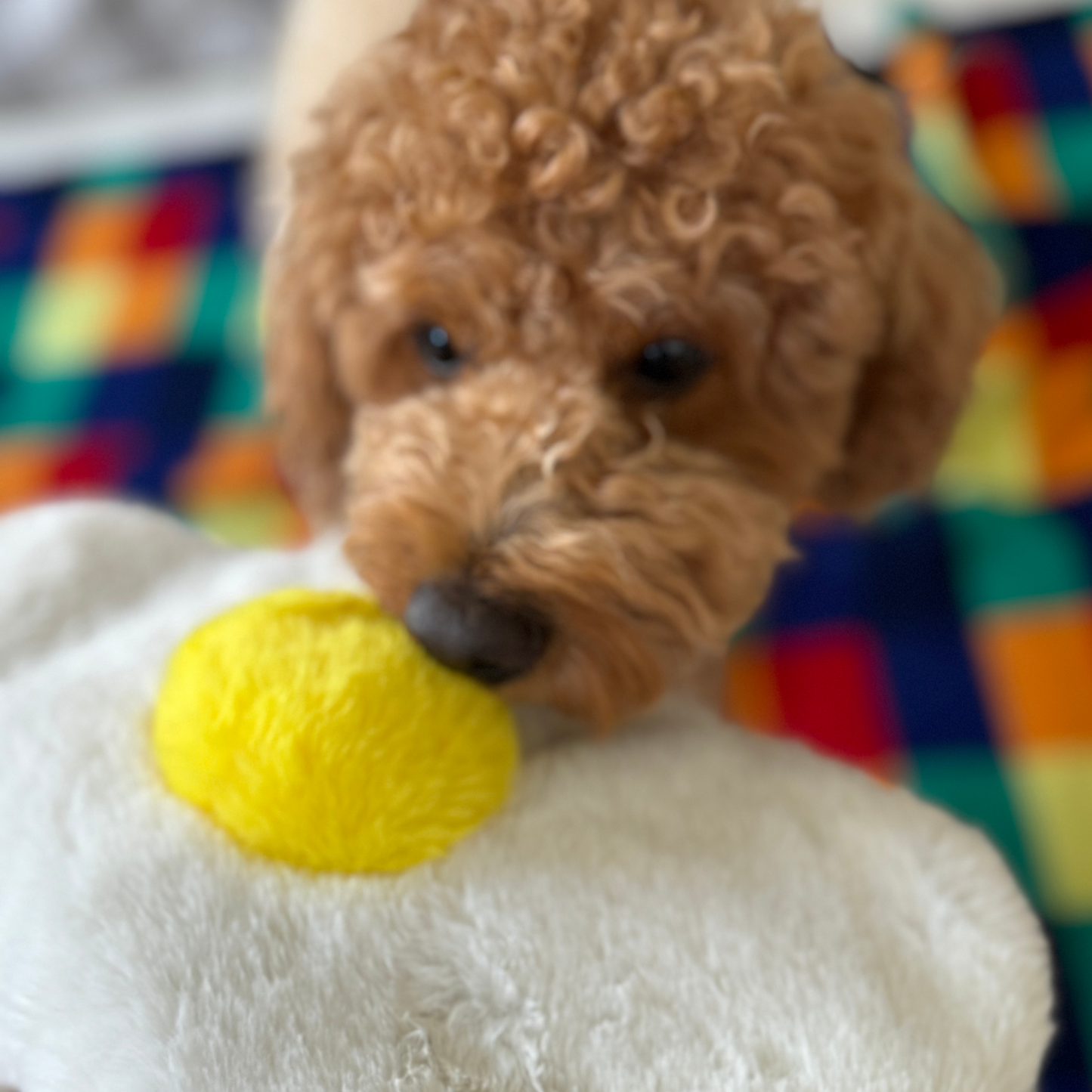 WufWuf Sunny-Side Squeak: The Fried Egg Plush Dog Toy