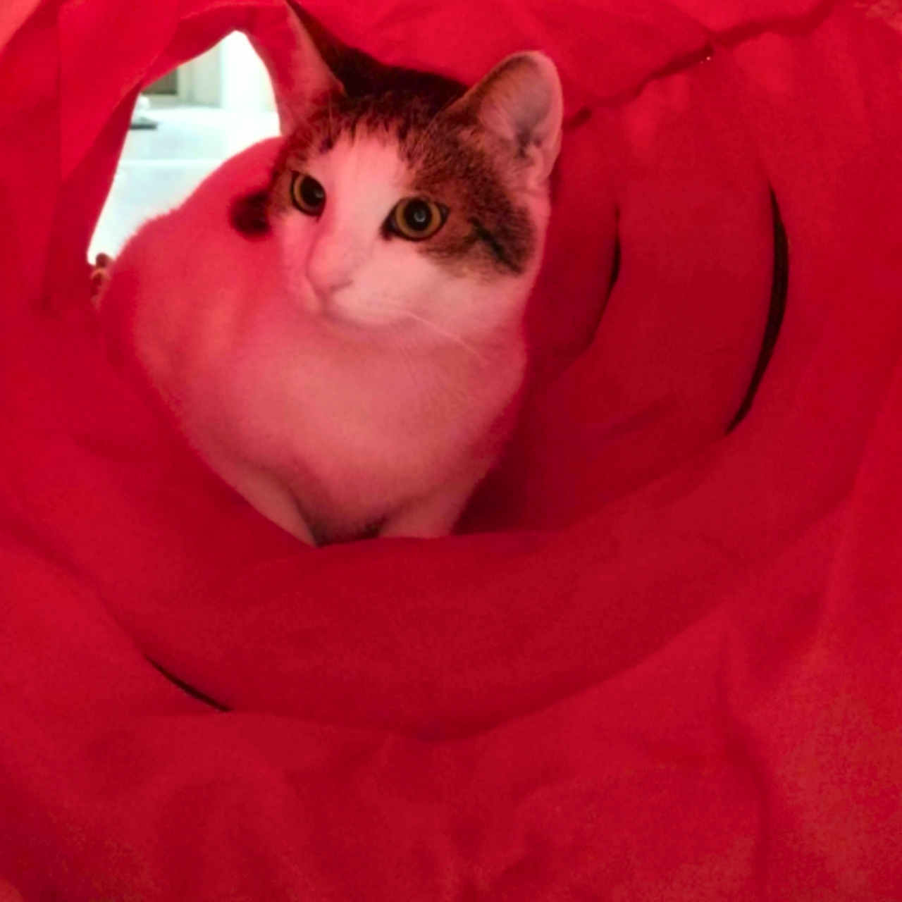 MyMeow Interactive Strengthened Red Long Tunnel 125cm