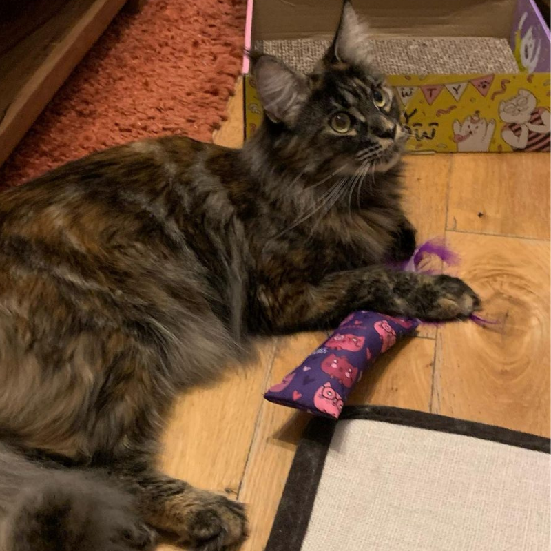 MyMeow - Catnip Kicker Toy