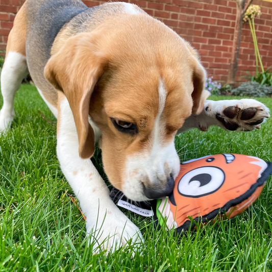 WufWuf Go Nuts Squeaky Plush Toy