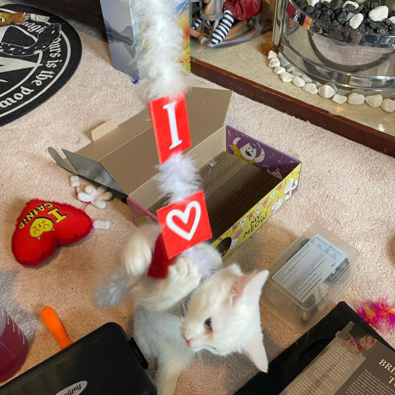 MyMeow Love Bait Teaser with Feathers and Bell
