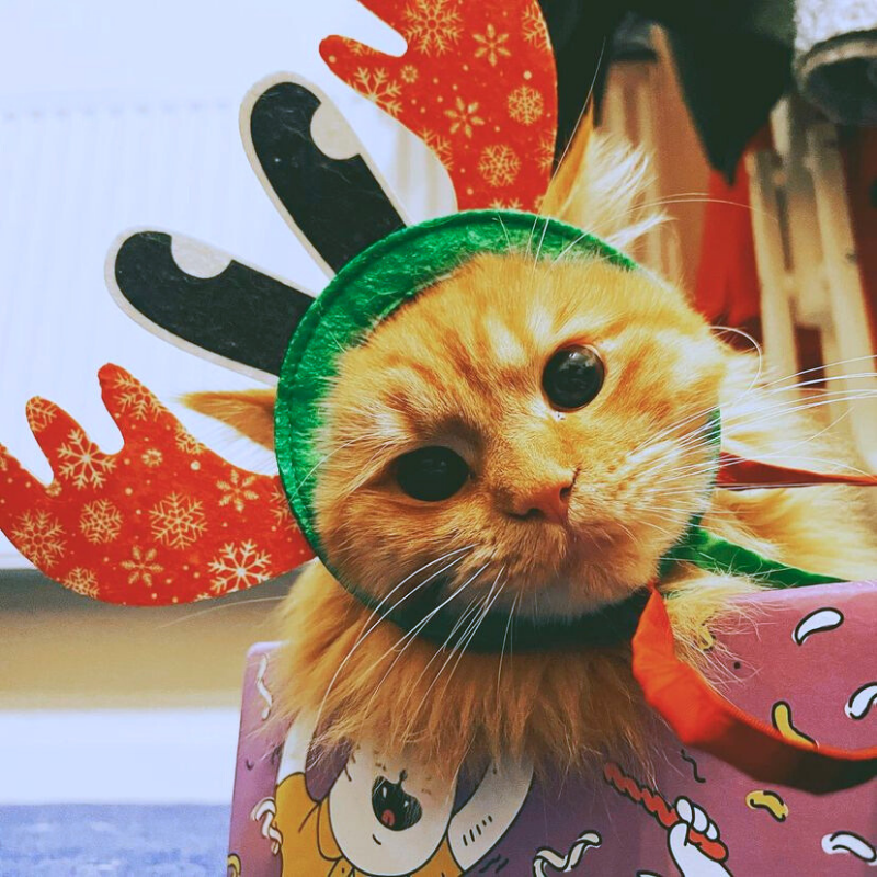 MyMeow - Rudolph Door Hanger