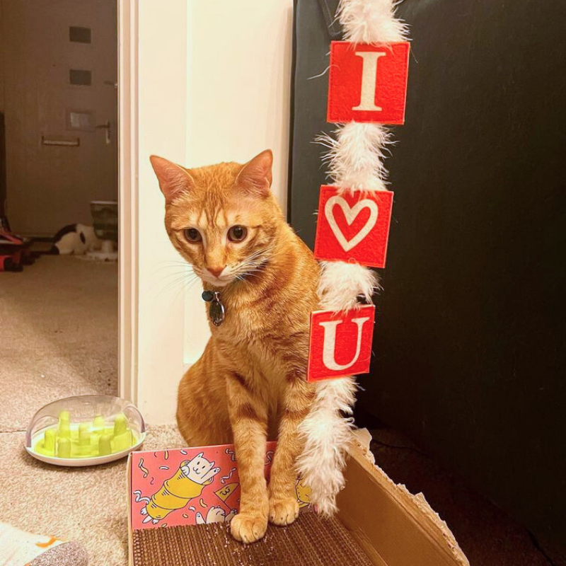 MyMeow Love Bait Teaser with Feathers and Bell