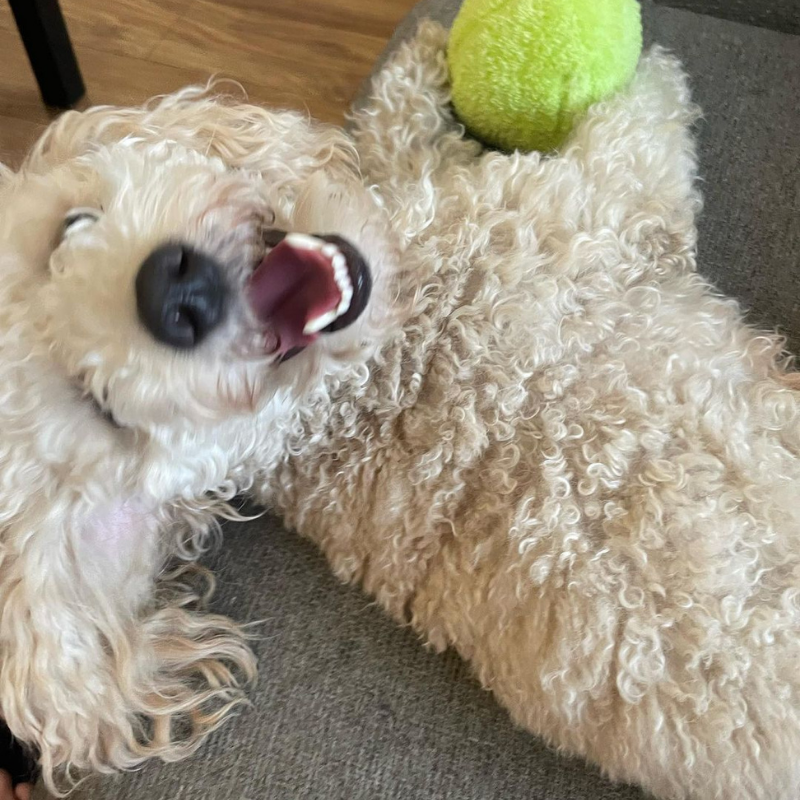 WufWuf - Green Apple Plush Toy