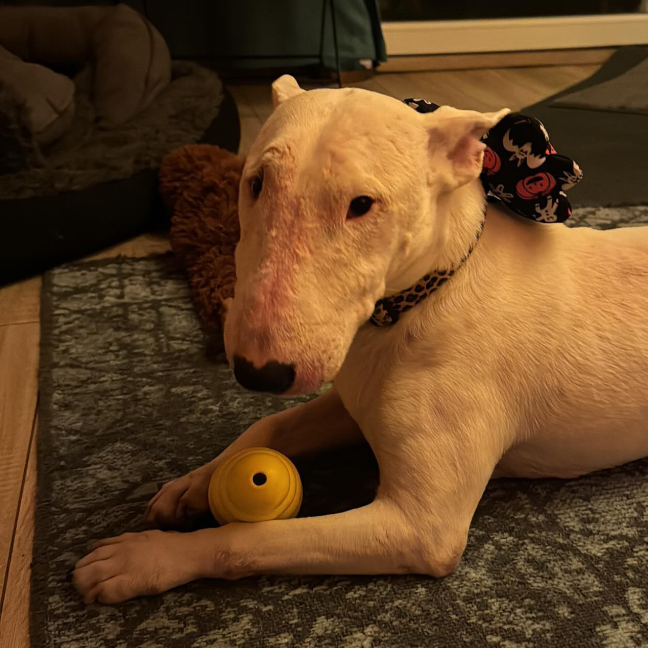 WufWuf Power Chewer Bell: Extreme Tough Treat Dispensing Chew Toy