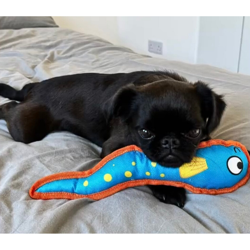 Smart Choice - Floating Summer Fish Plush Dog Toy - Eddie Eel