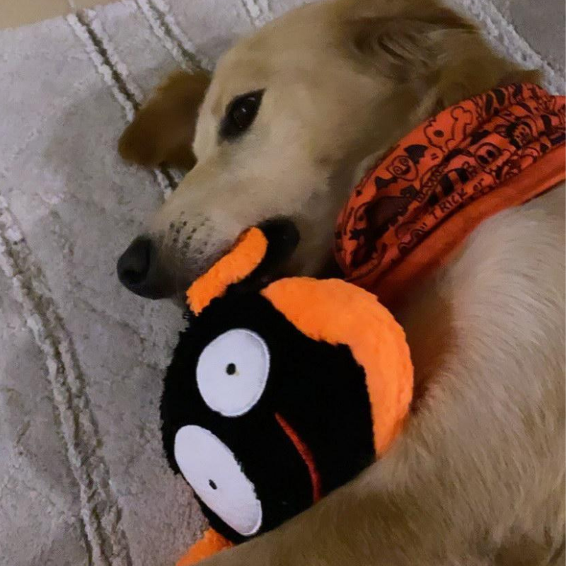 WufWuf Bat Squeaky Plush Toy
