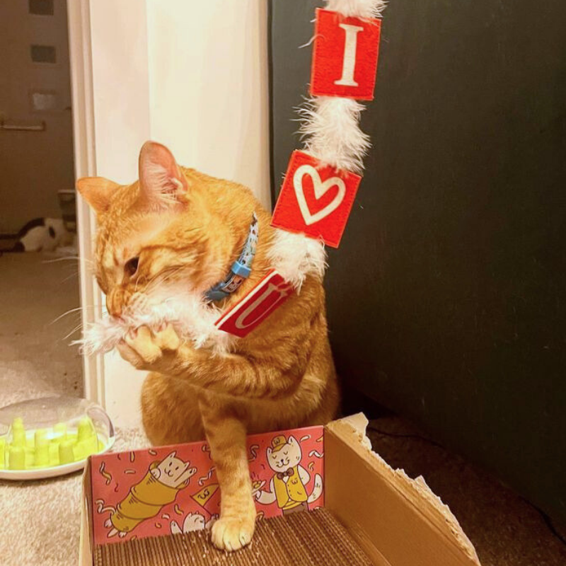 MyMeow Love Bait Teaser with Feathers and Bell