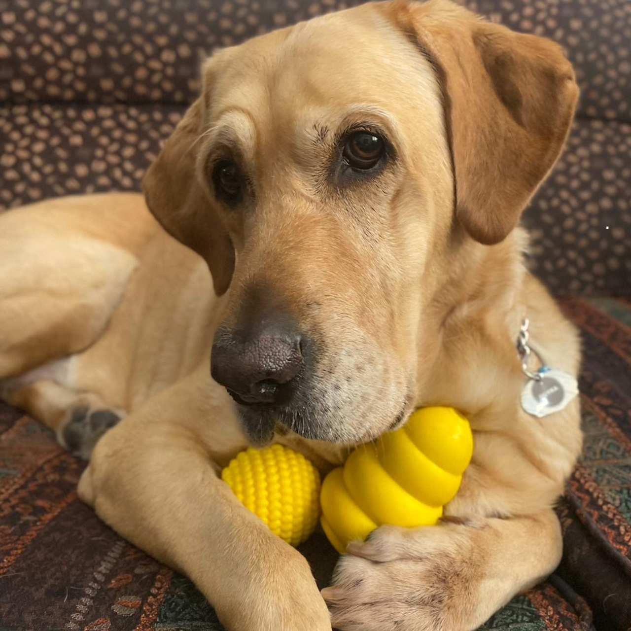 WufWuf Power Chewer Bell: Extreme Tough Treat Dispensing Chew Toy