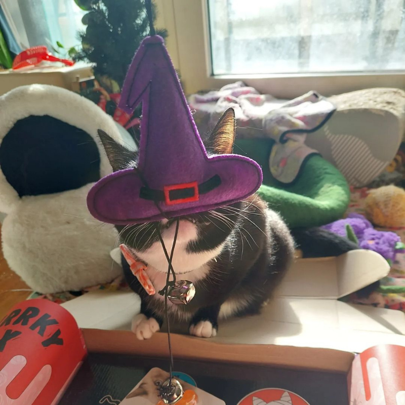 Hallomeow - Halloween Themed Toys for Cats - 15% Off