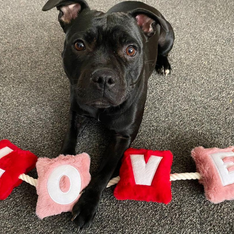 WufWuf - Love Rope Toy - Large