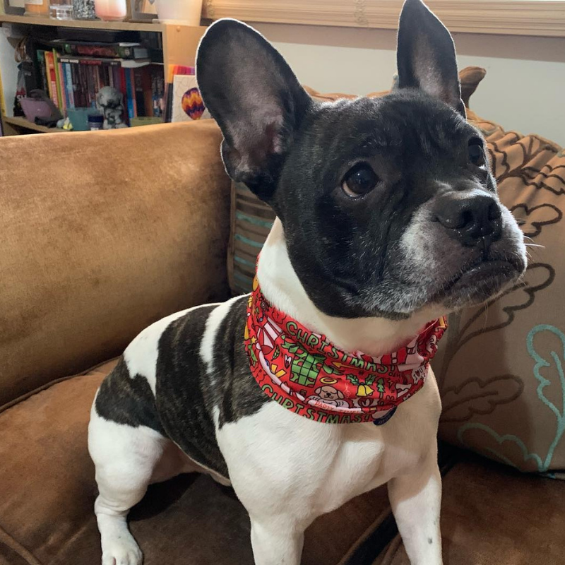 WufWuf Furry Christmas Pet Scarf