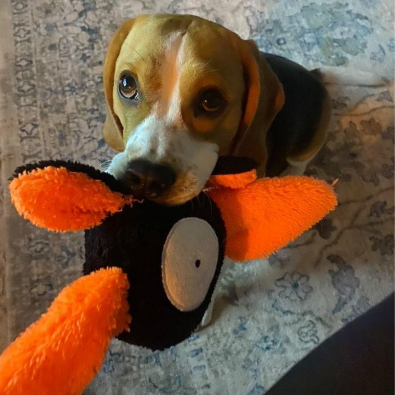 WufWuf Bat Squeaky Plush Toy