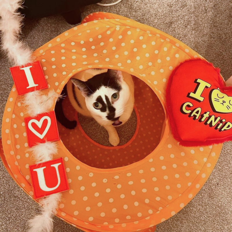 MyMeow Love Bait Teaser with Feathers and Bell