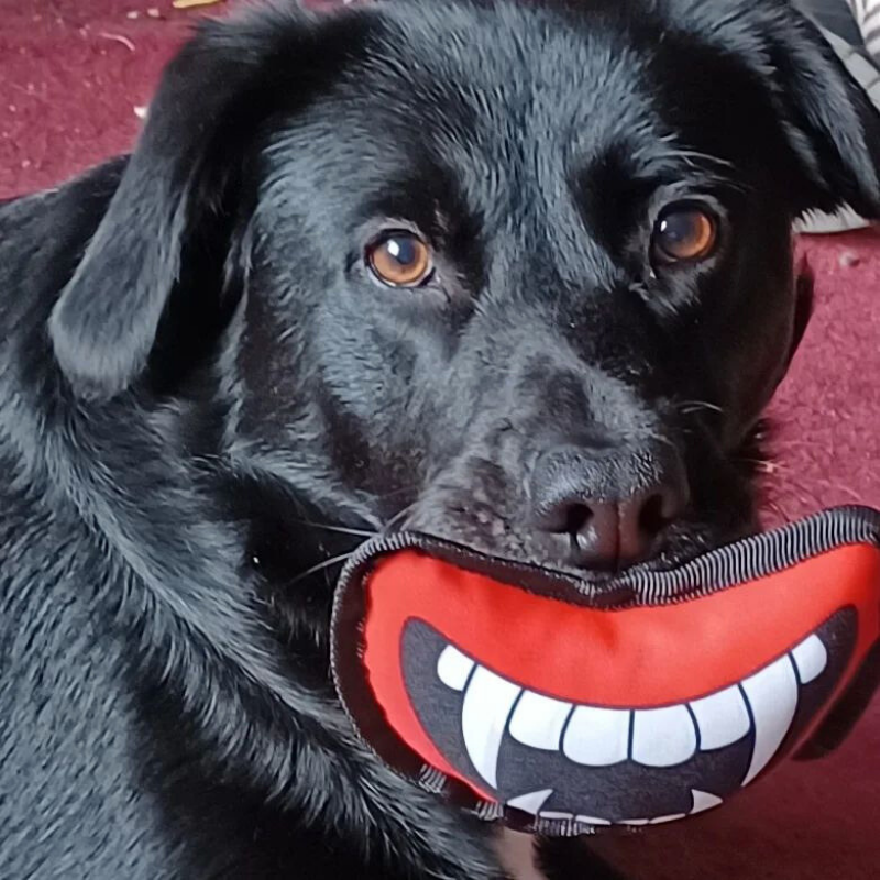 WufWuf Halloween Theme Vampire Fangs Plush Chew Toy