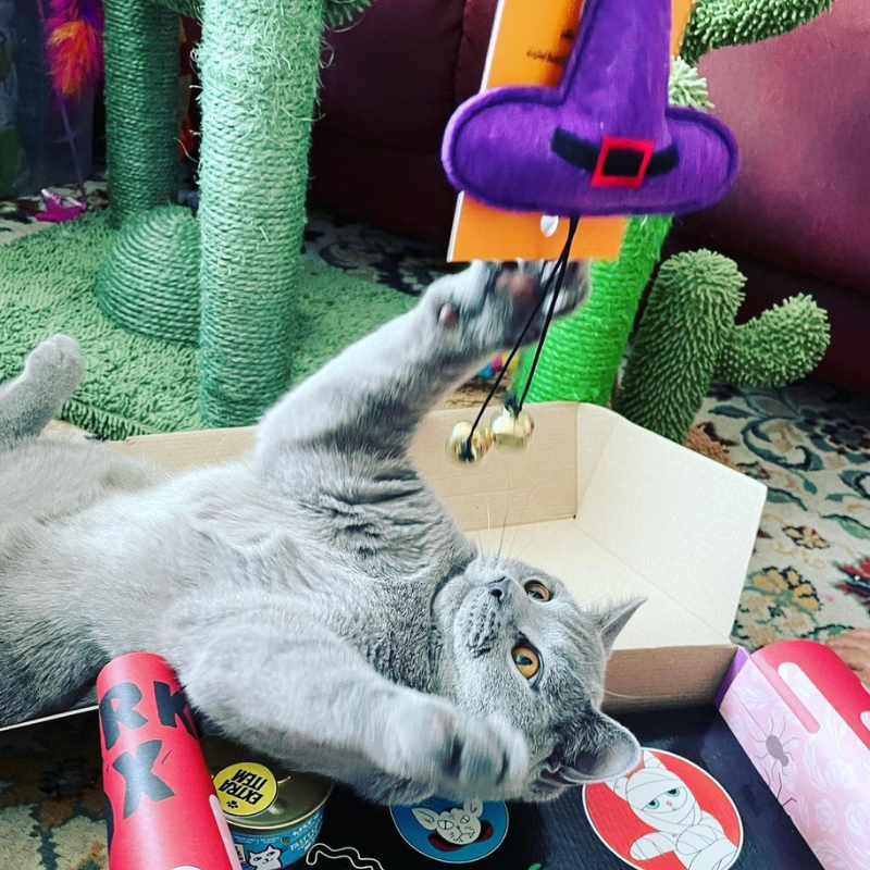 Hallomeow - Halloween Themed Toys for Cats - 15% Off