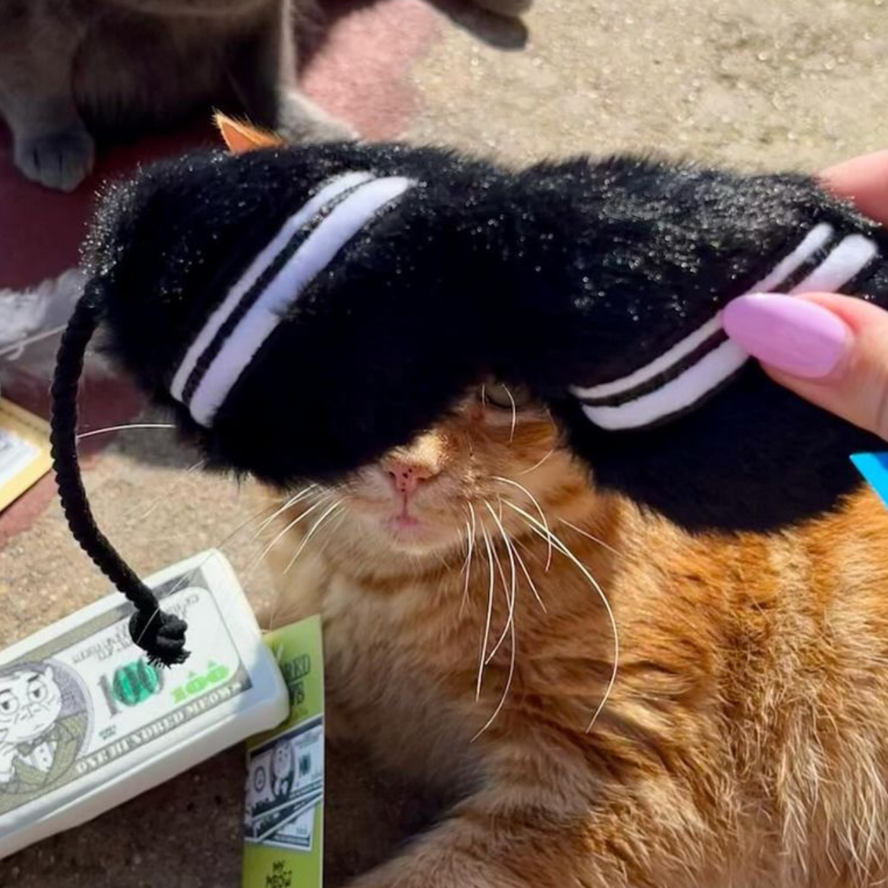 MyMeow Cat-Ban Interactive Plush Cat Toy