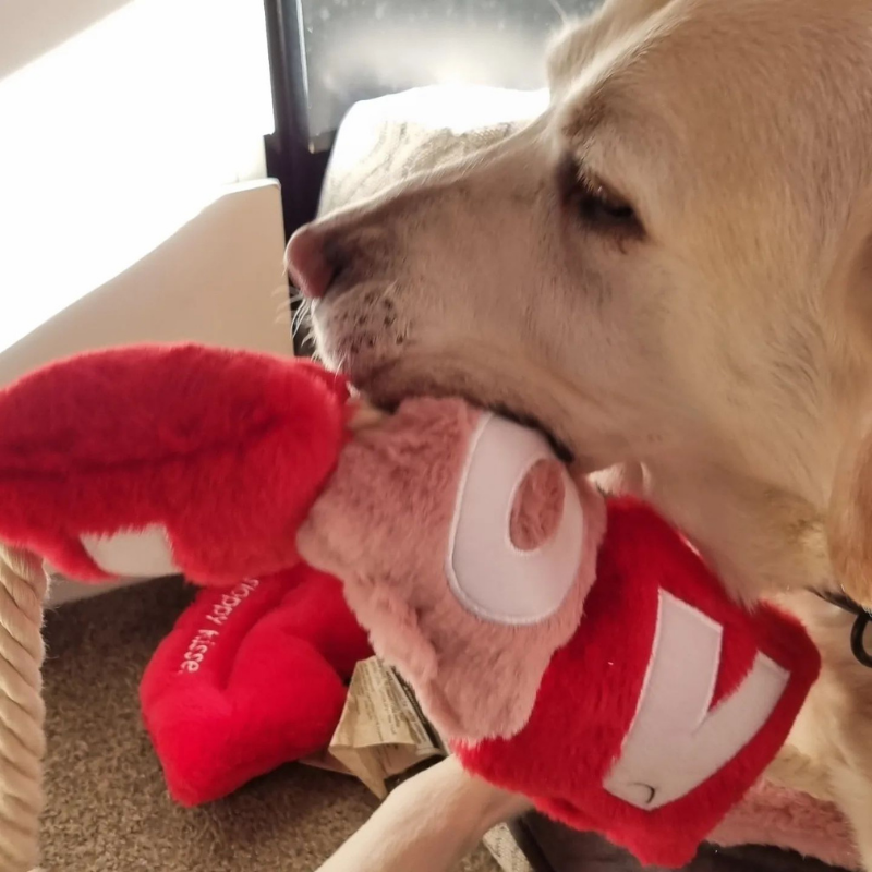 WufWuf - Love Rope Toy - Small