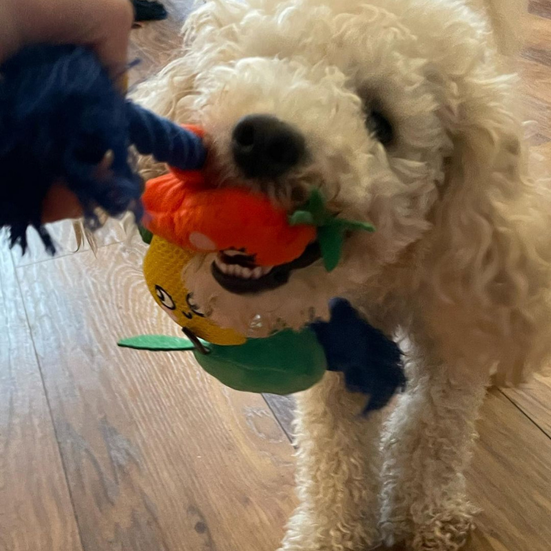 Smart Choice - Summer Fruits Squeaky Rope Toy