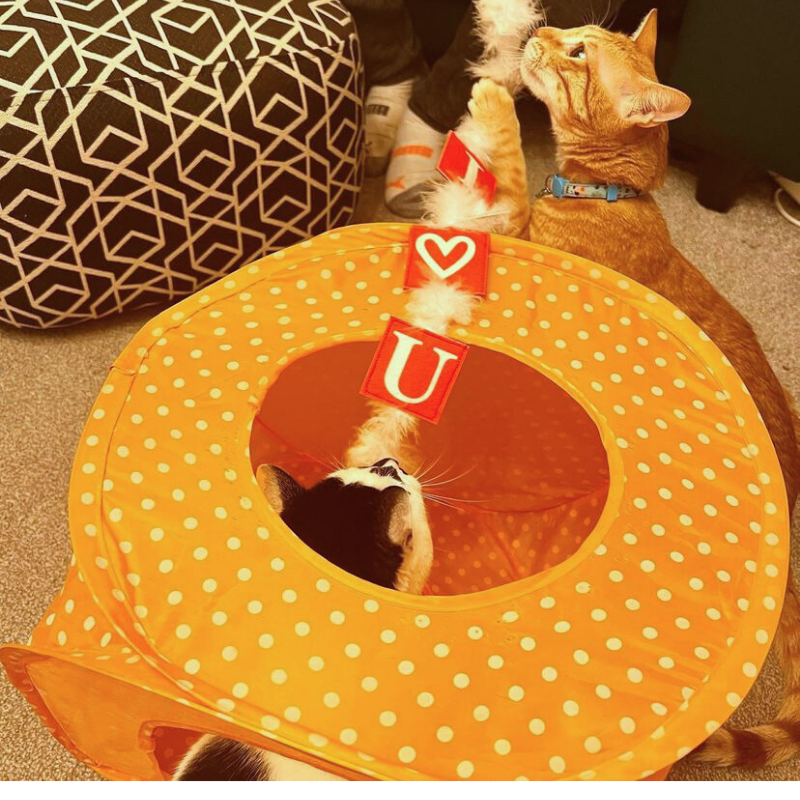 MyMeow Love Bait Teaser with Feathers and Bell