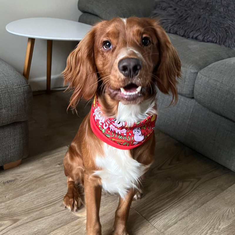 WufWuf Furry Christmas Pet Scarf