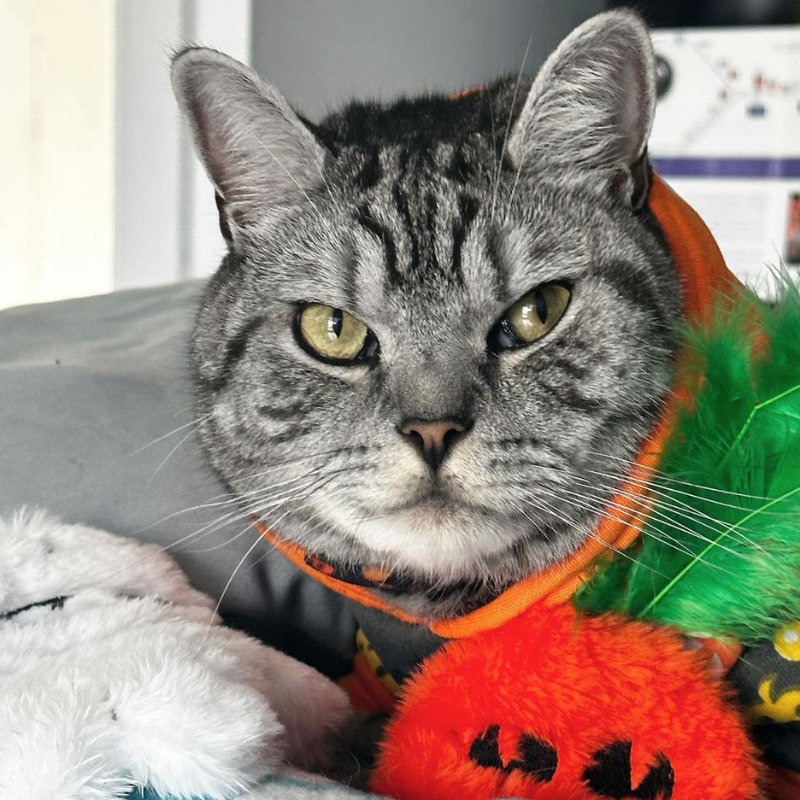 MyMeow - Pumpkin Refillable Cat Toy