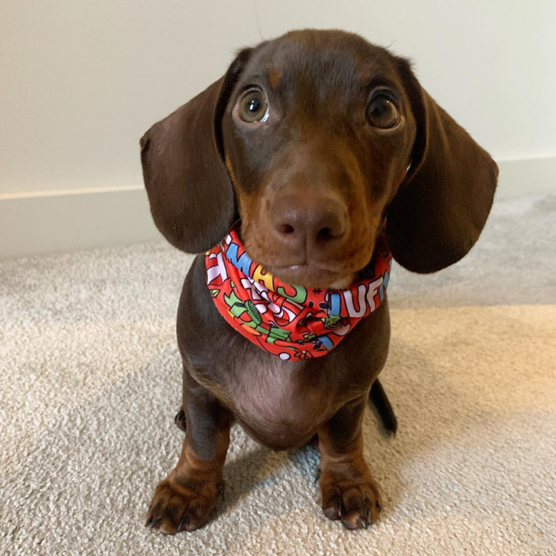 WufWuf Furry Christmas Pet Scarf