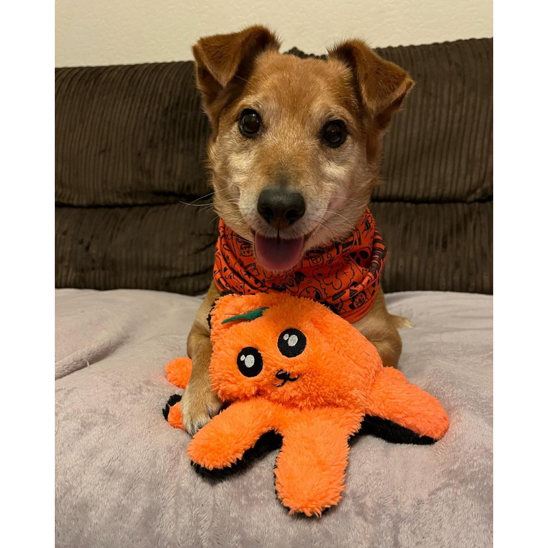 WufWuf Pawster Double-Faced, Squeaky Plush Dog Toy