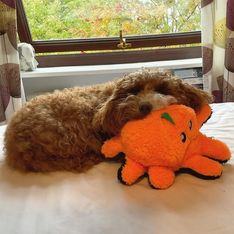 WufWuf Pawster Double-Faced, Squeaky Plush Dog Toy