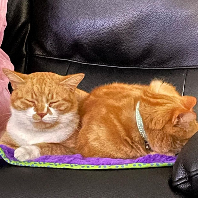 MyMeow - Purple Blanket