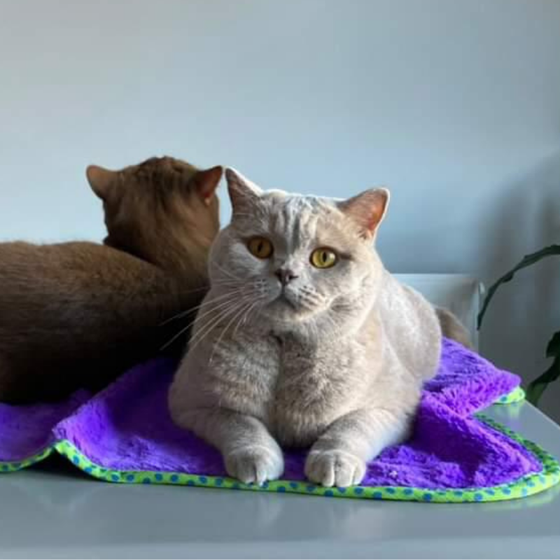 MyMeow - Purple Blanket