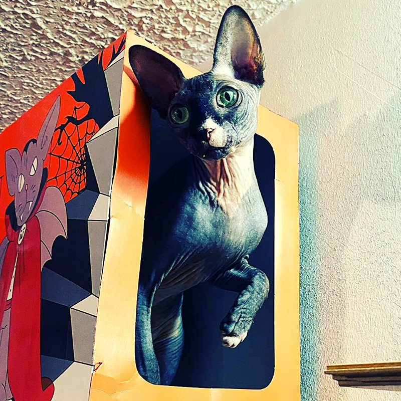 MyMeow - Cardboard Cat Tunnel