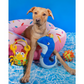 Smart Choice Summer Under the Sea Plush Dog Toy with Squeak - 3 Toys