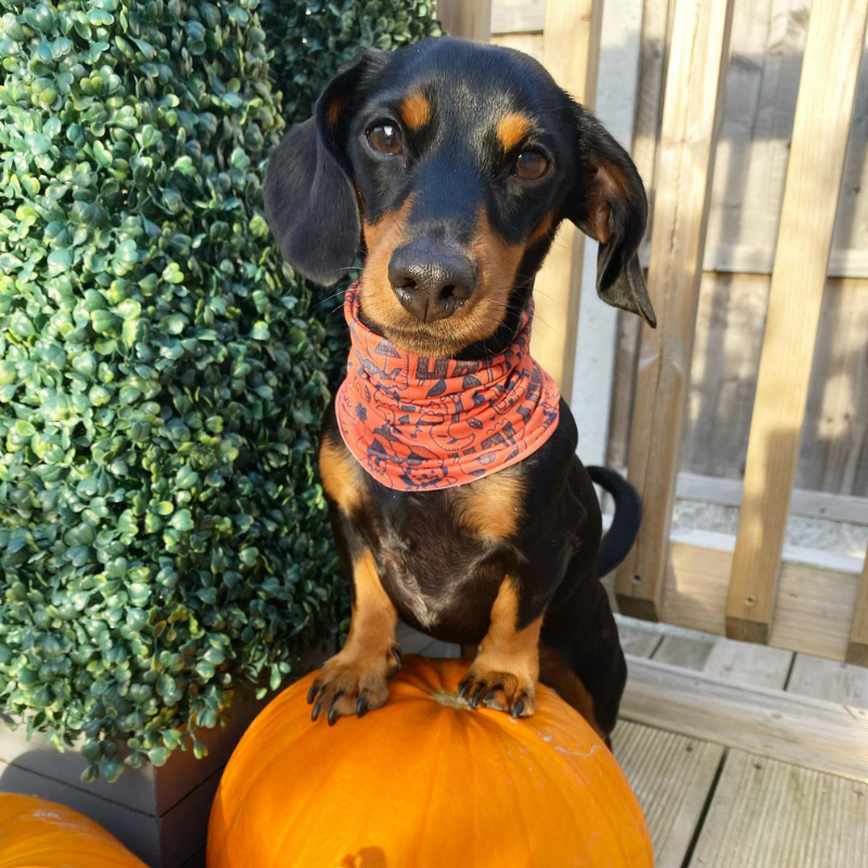 WufWuf - Halloween Scarf