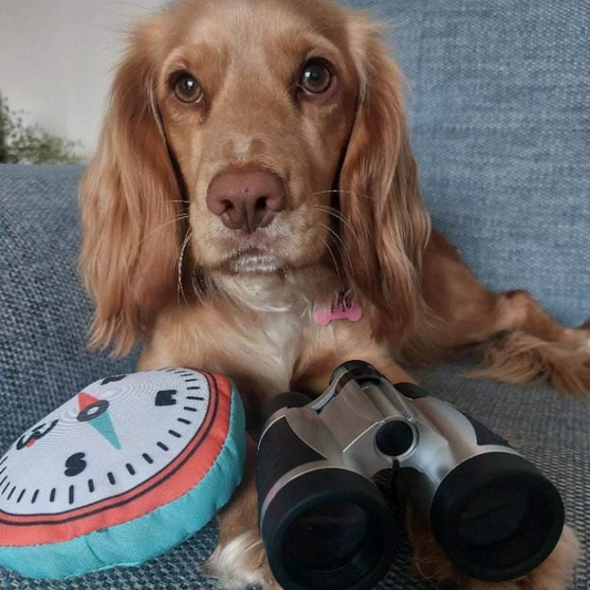 WufWuf Compass, Squeaky Plush Dog Toy