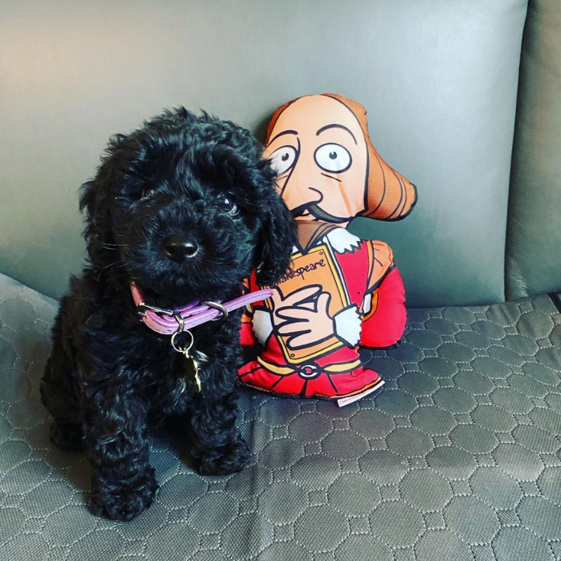 WufWuf - Shakespeare Dog Toy