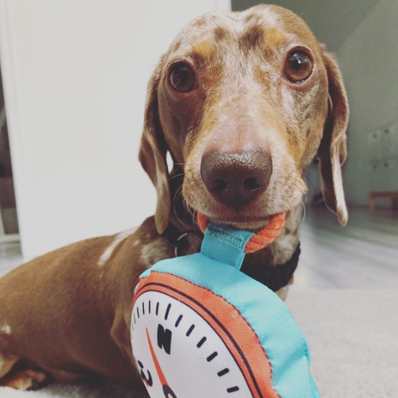WufWuf Compass, Squeaky Plush Dog Toy