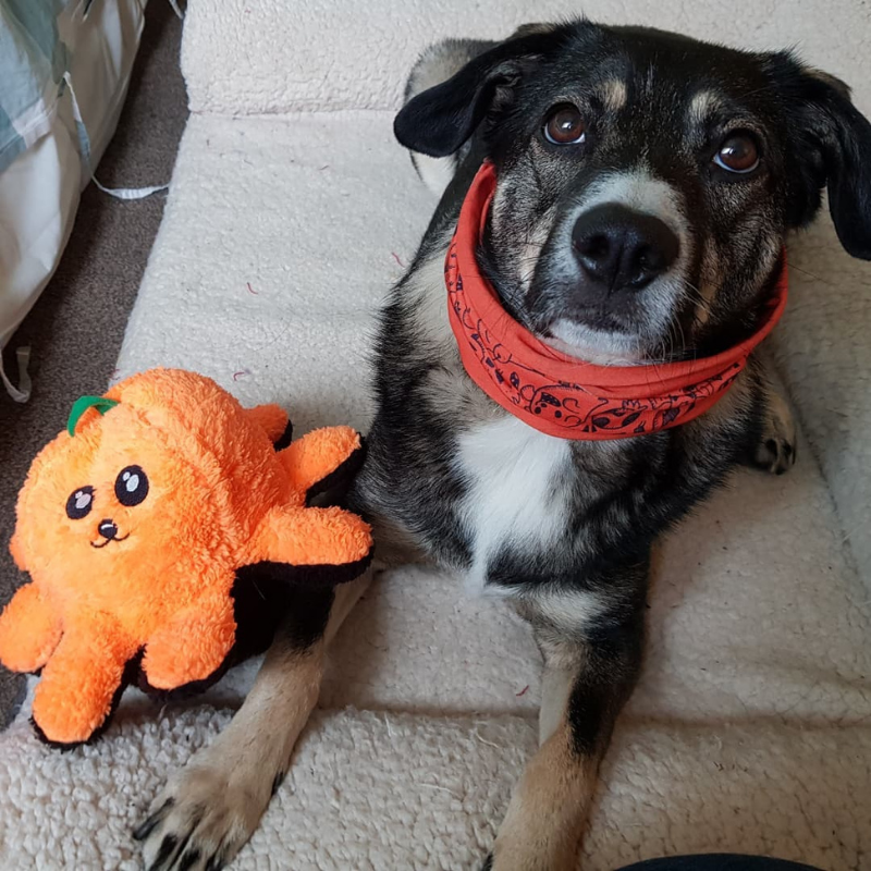 WufWuf - Halloween Scarf